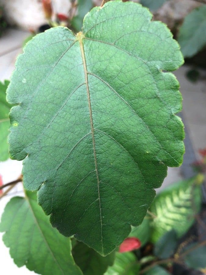 Passiflora 12