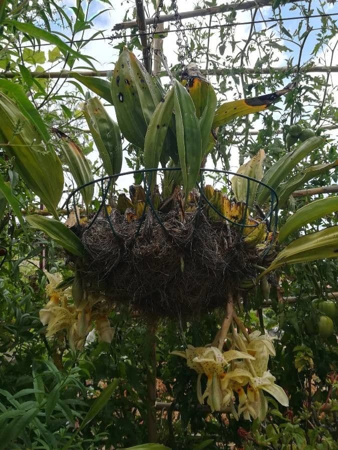 Stanhopea 11