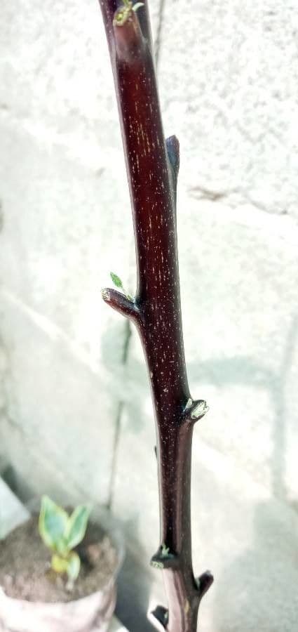 Datura metel 23