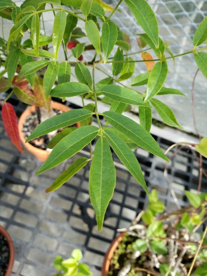 Commiphora
