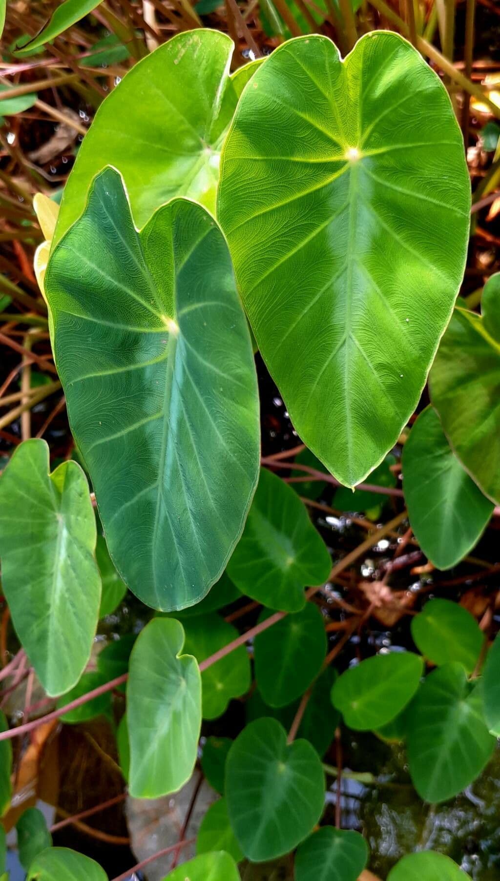 Taro