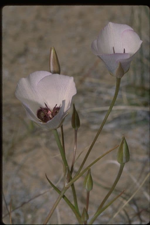 Calochortus 2