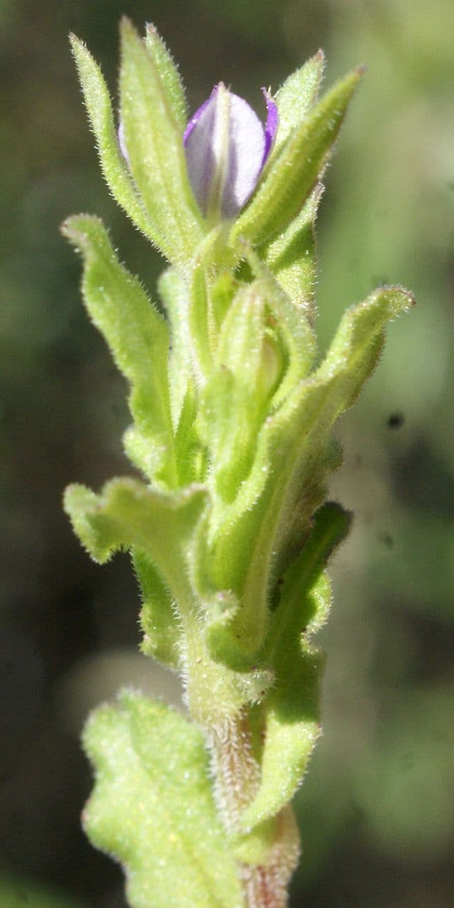 Legousia hybrida 13
