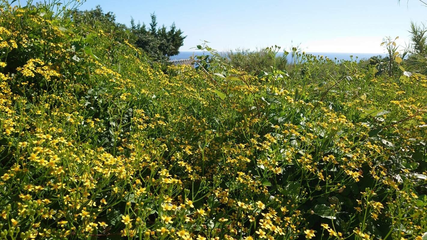 Senecio angulatus 13