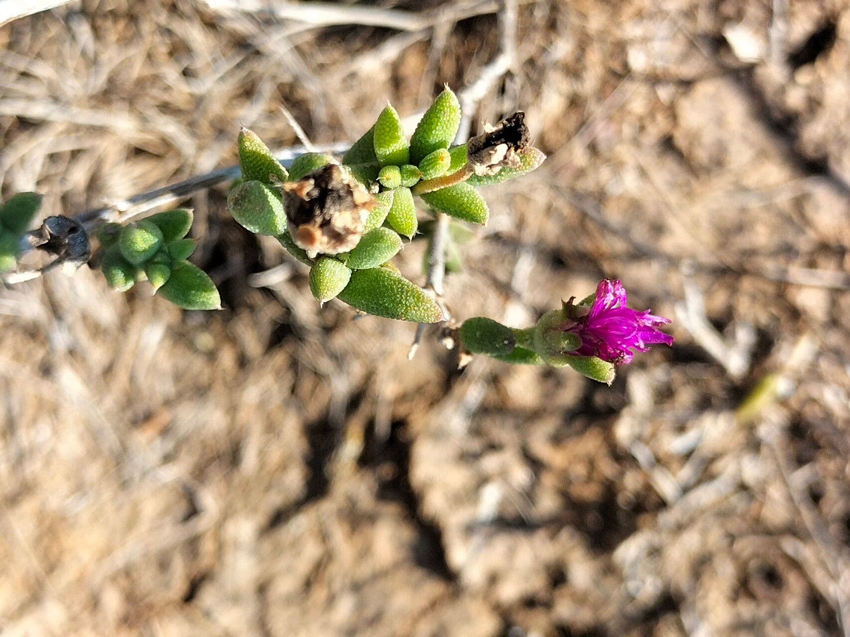 Trichodiadema