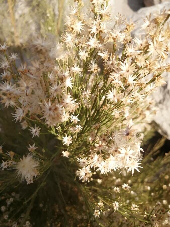 Baccharis neglecta 2
