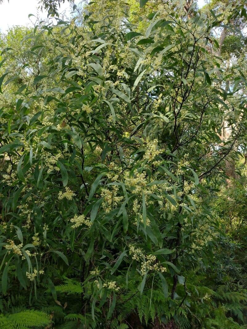Acacia falcata 4