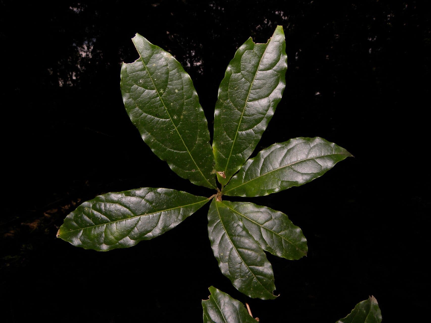 Terminalia amazonia 2