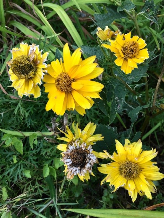 Sonnenwende 4