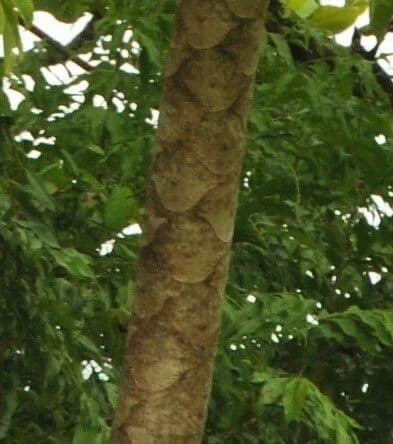 Polyscias 5