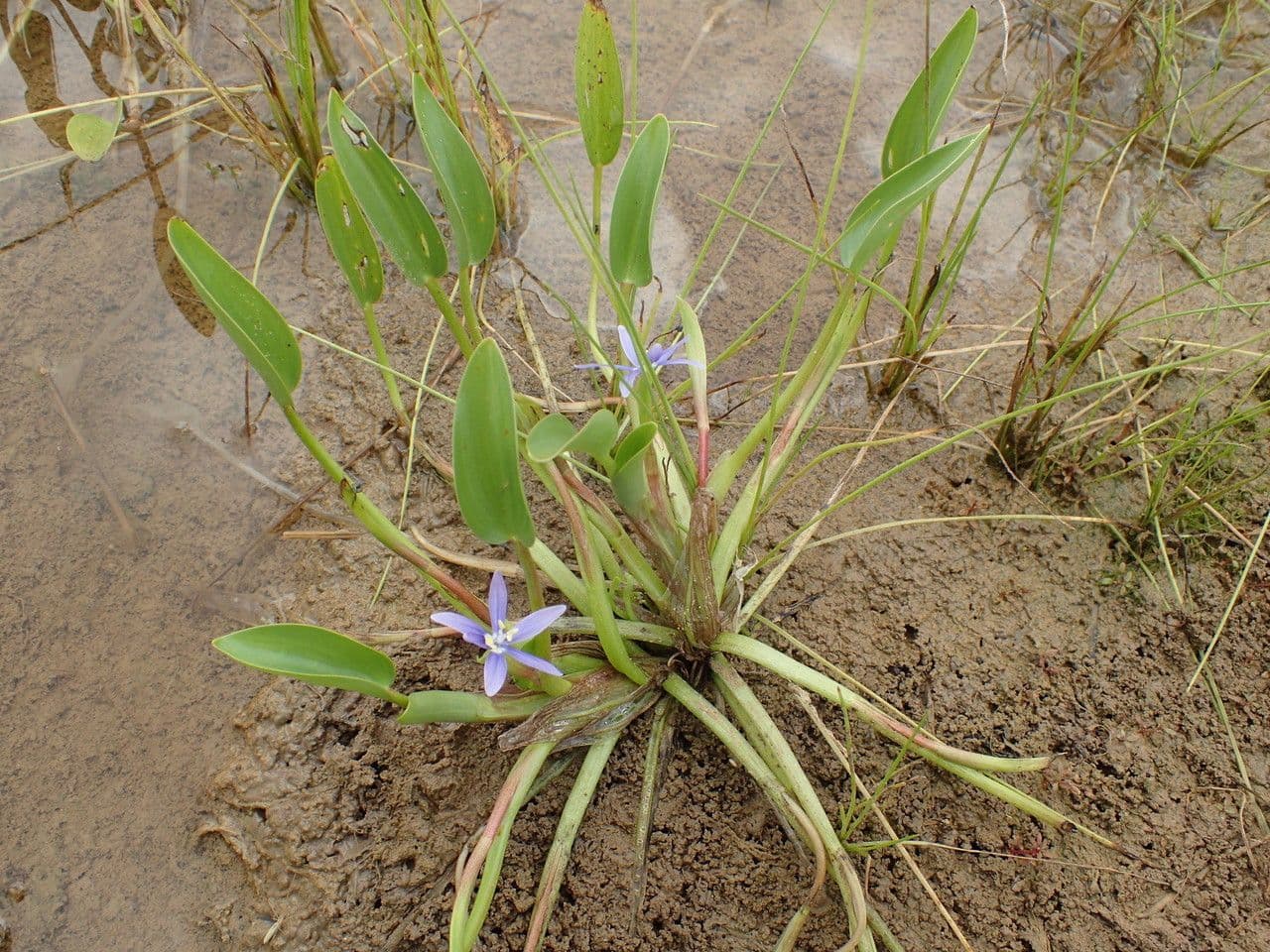 Blauer Schlammpflanze 10