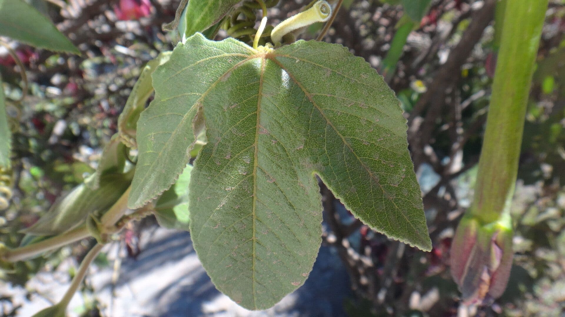 Passiflora mixta 7
