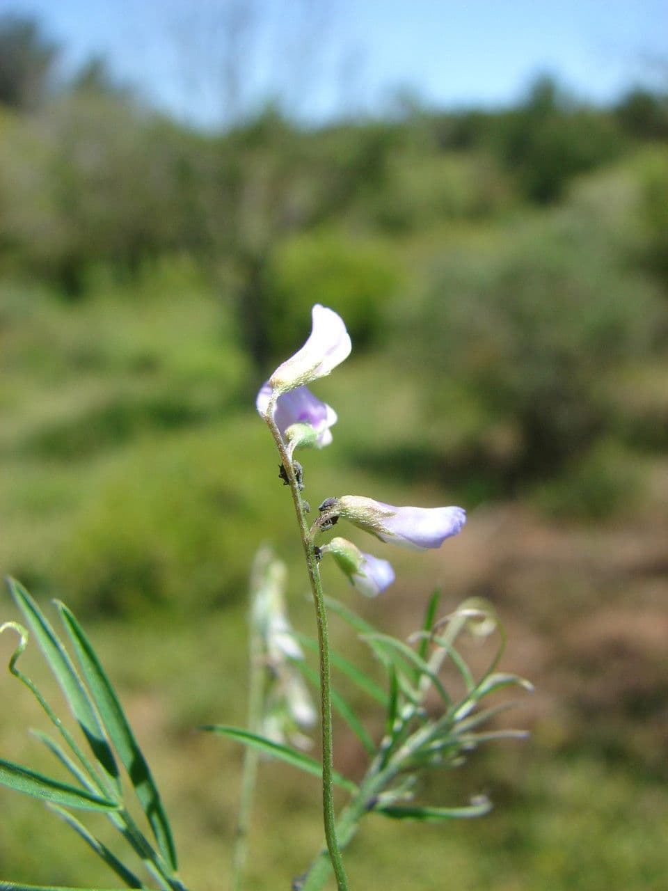 Vesce à petites fleurs 6