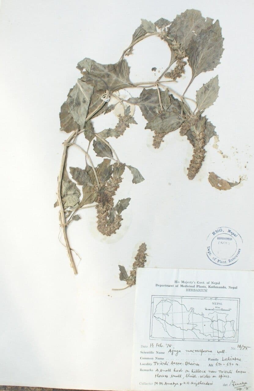 Ajuga 6