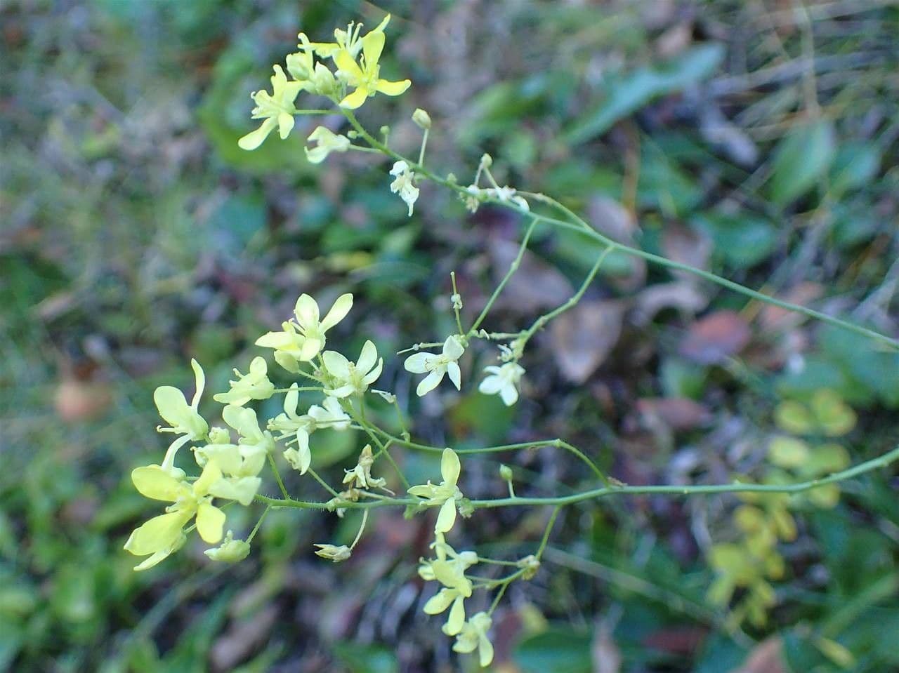 Biscutella 10