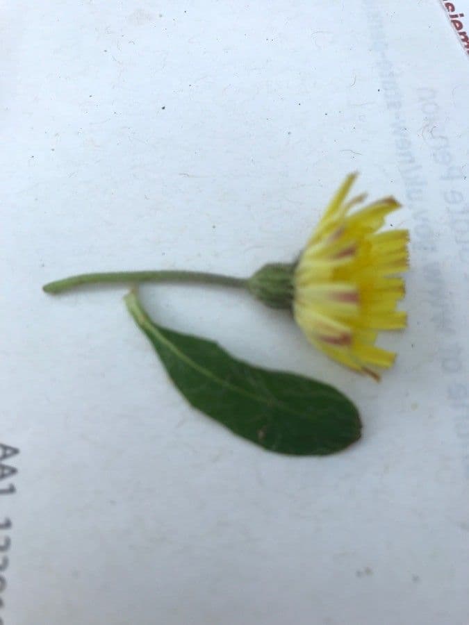Pelosella 8