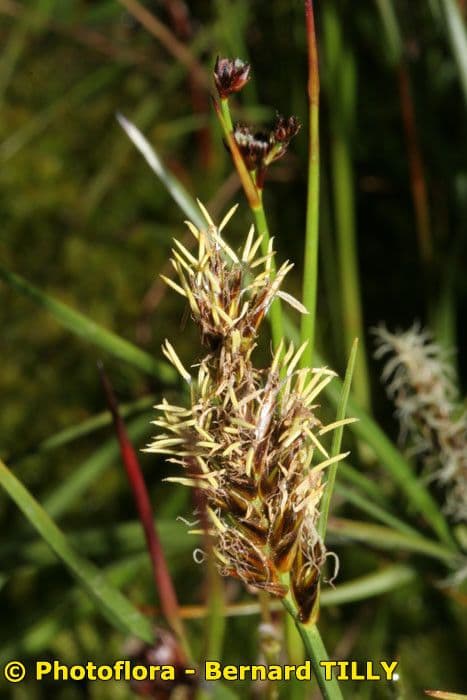 Lisca compressa