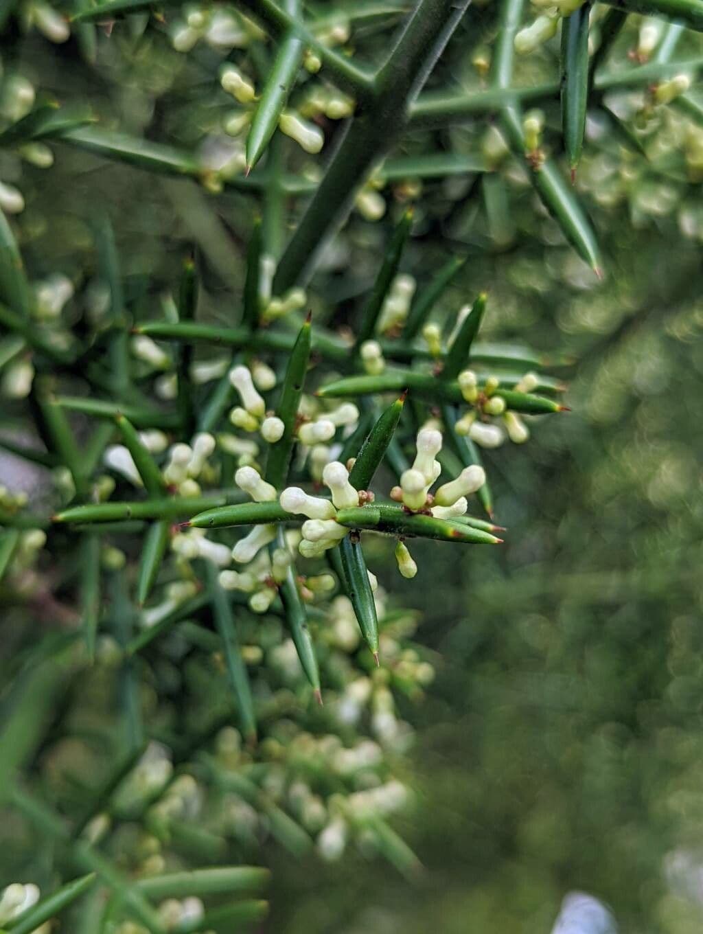 Colletia 2