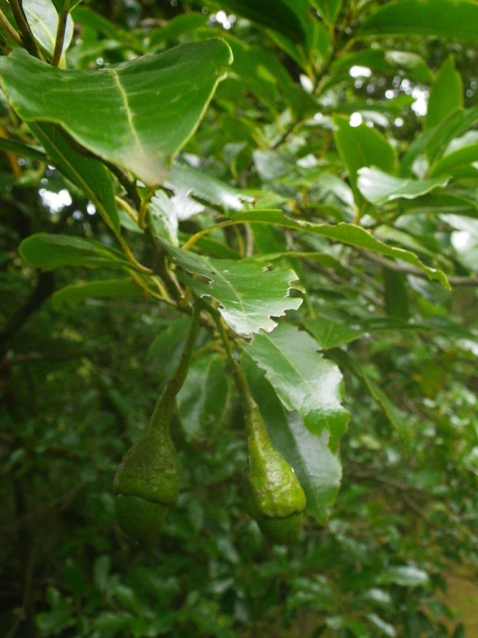 Ocotea 7