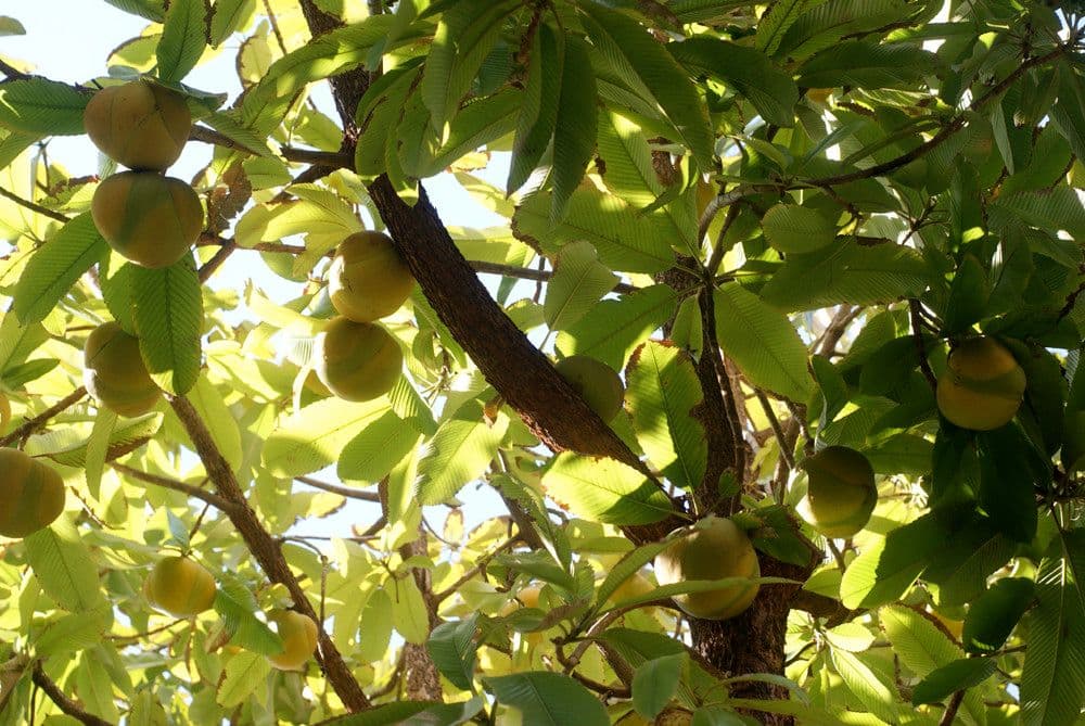 Dillenia indica 28