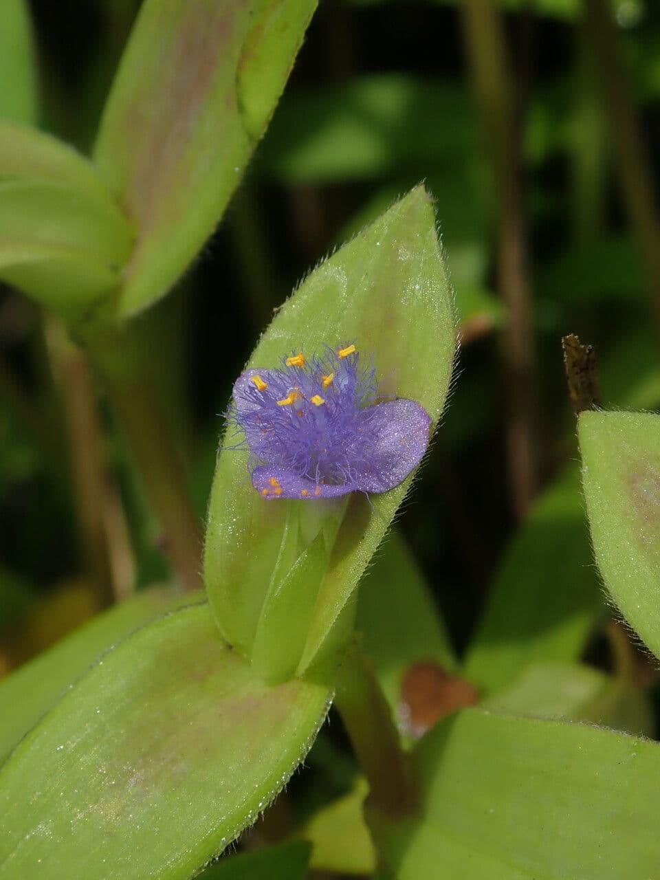 Cyanotis crestata 2