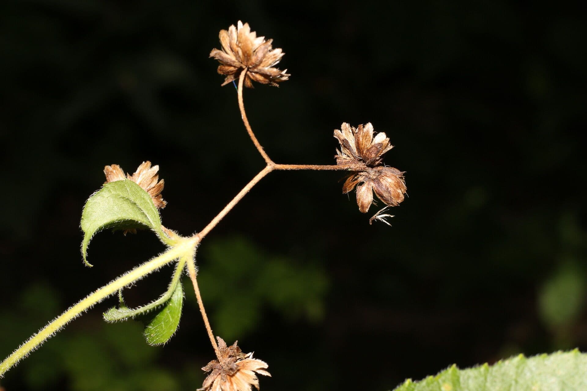 Eupatoriastrum 3