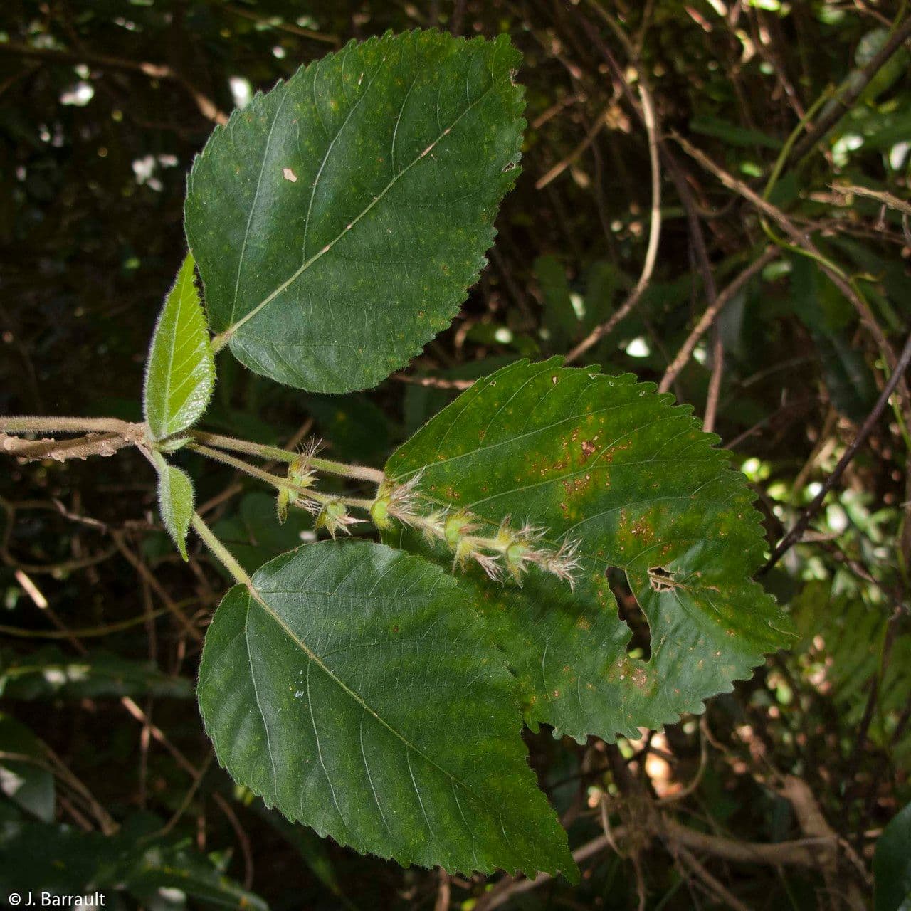 Acalypha 4