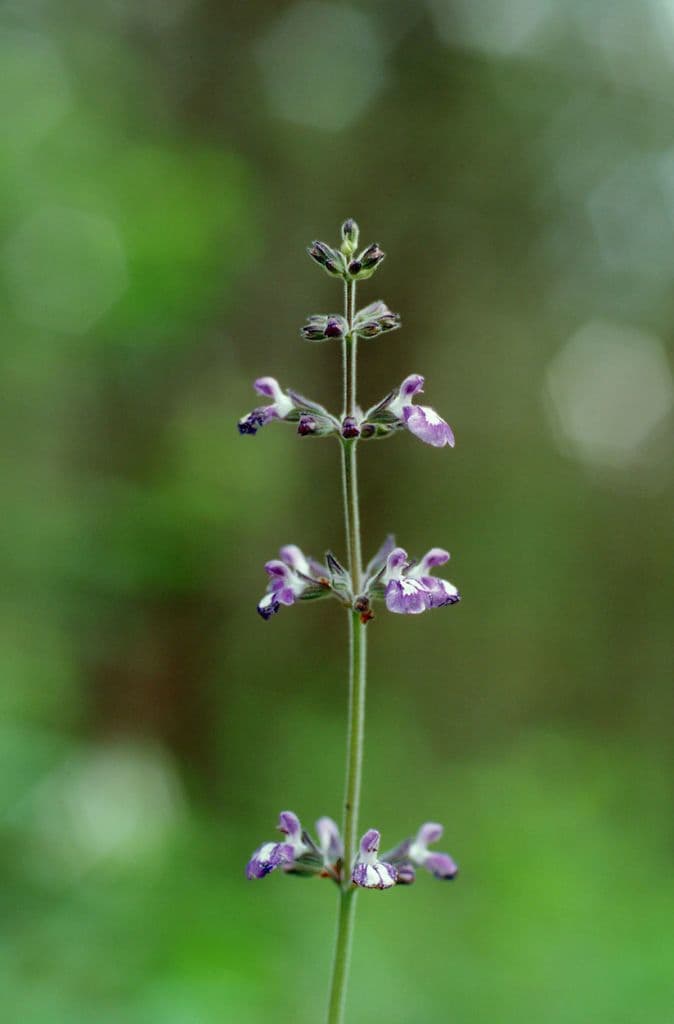 Nettleleaf sage 3