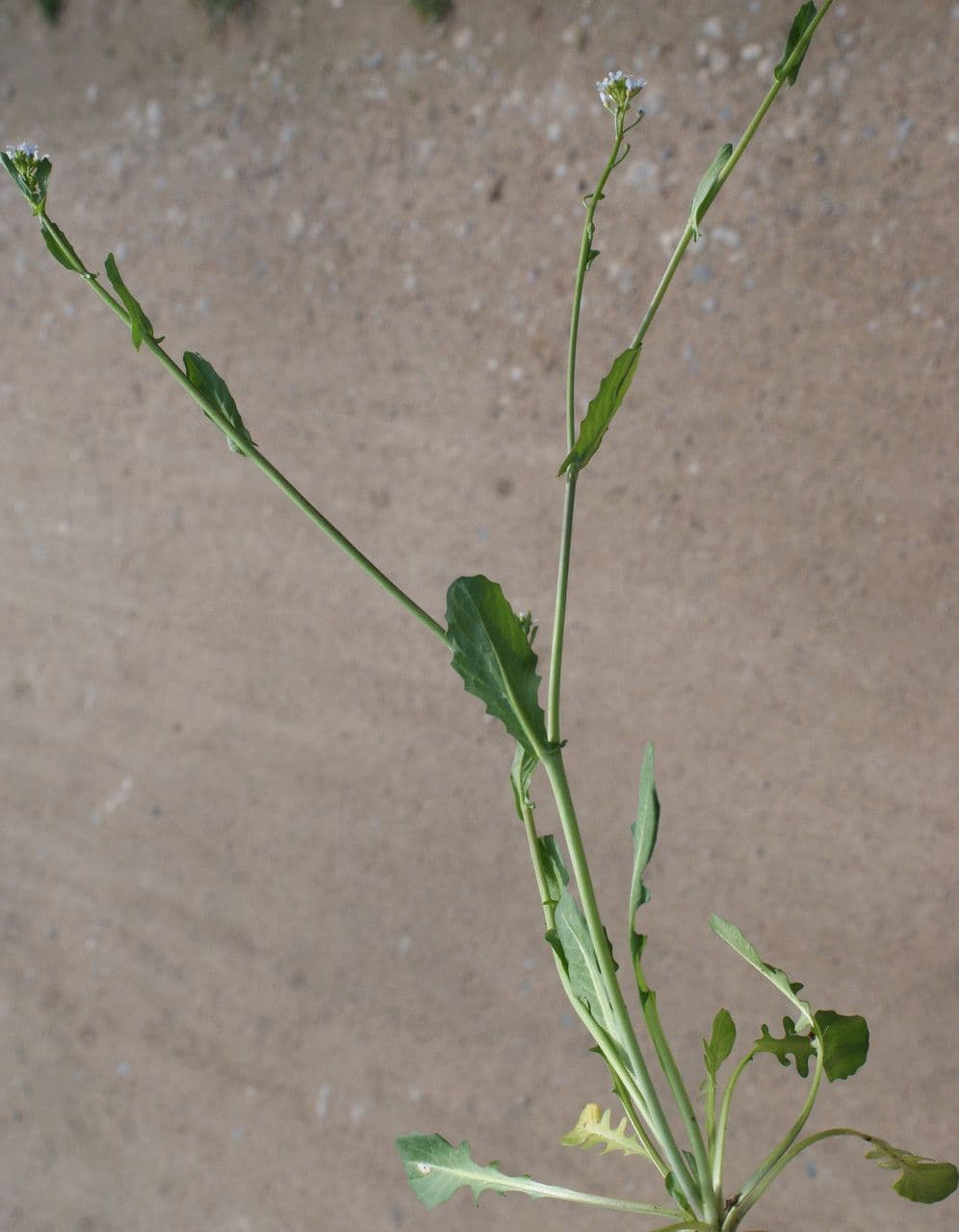 Calepina irregular 14
