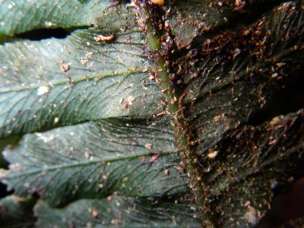 Trichomanes 3