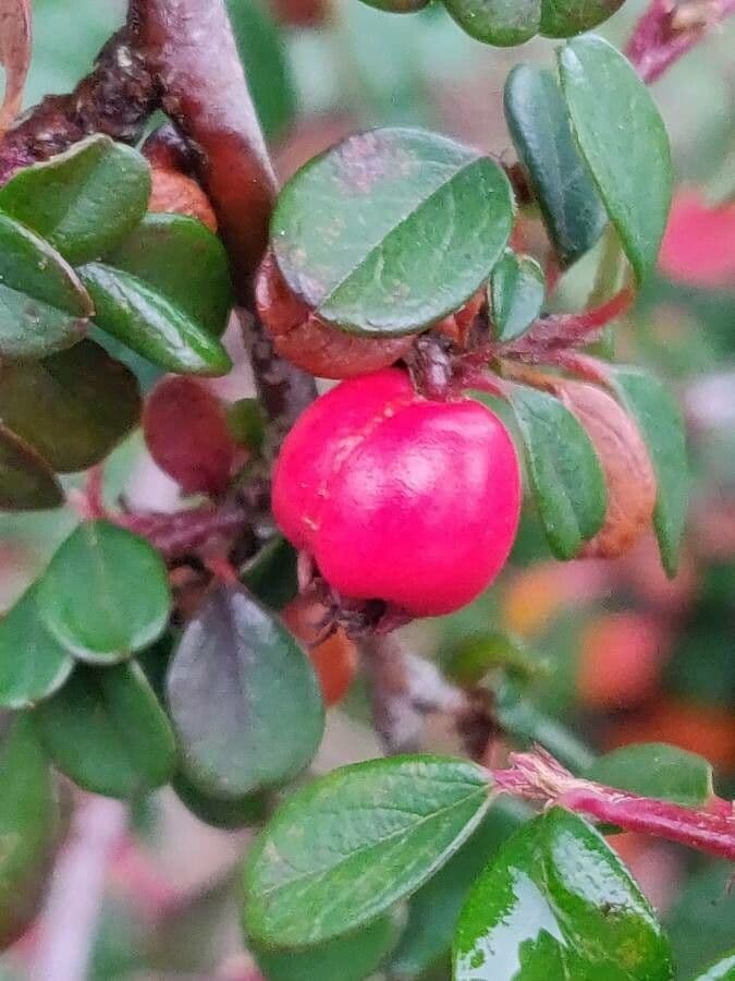Cotonéaster de Suède 3
