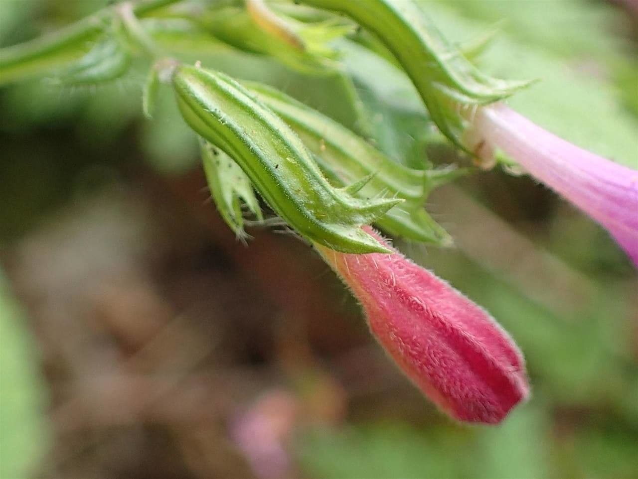 Nepitella maggiore 3