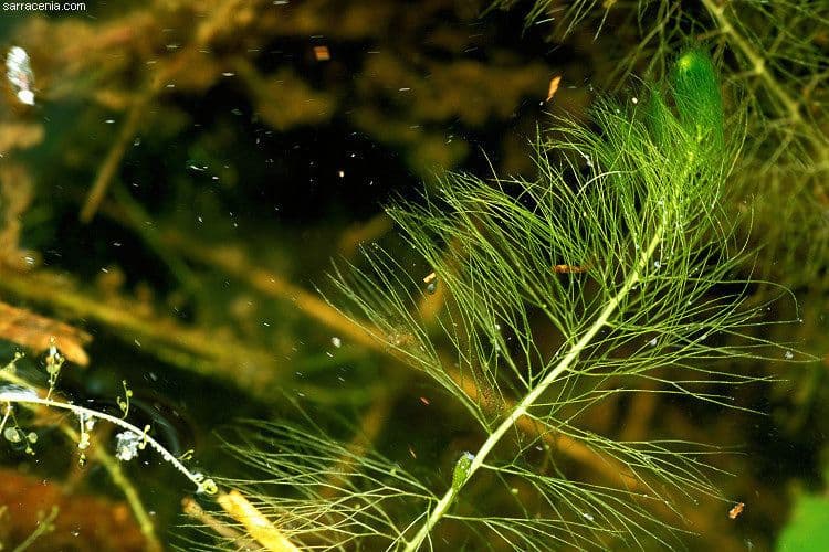 Utricularia striata