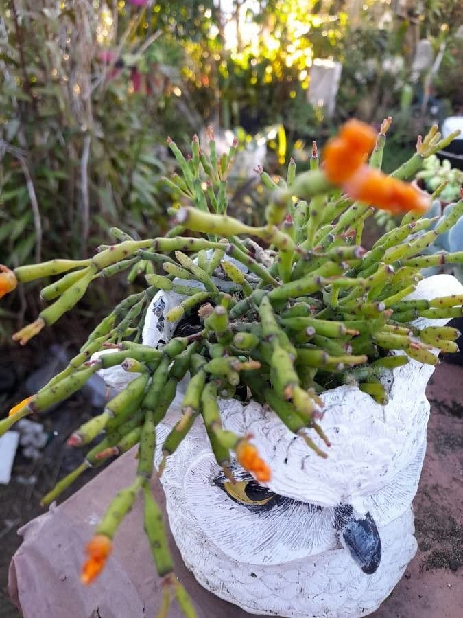 Cactus corail 6