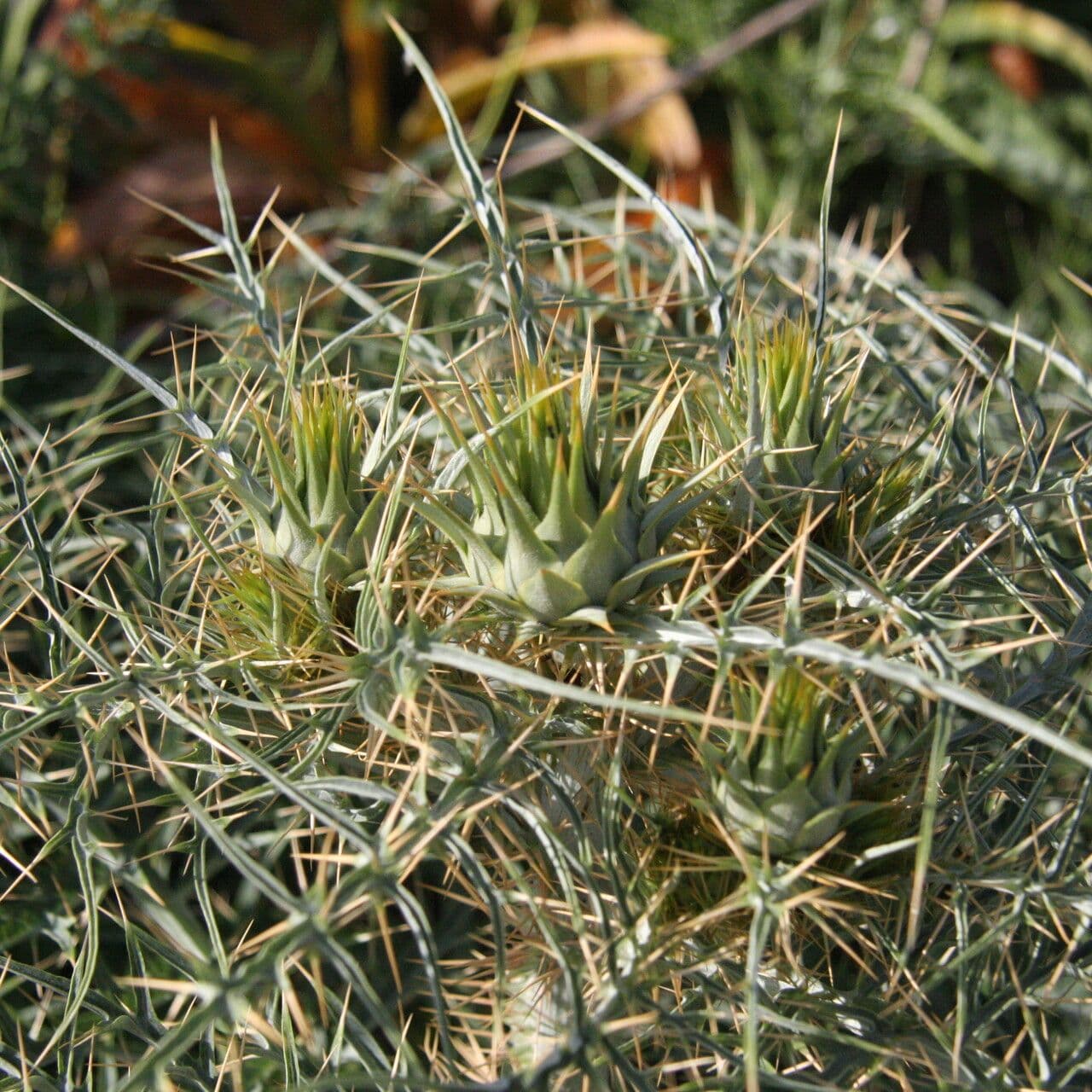 Carciofo 5