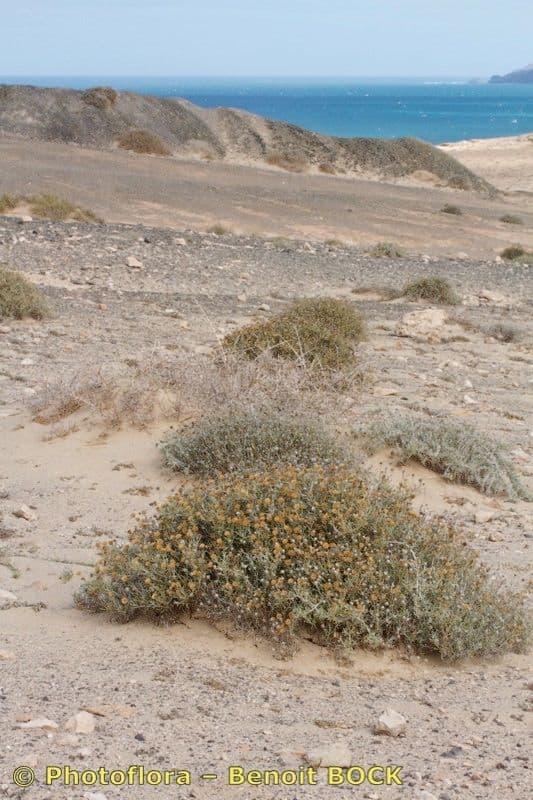 Pulicaria 3