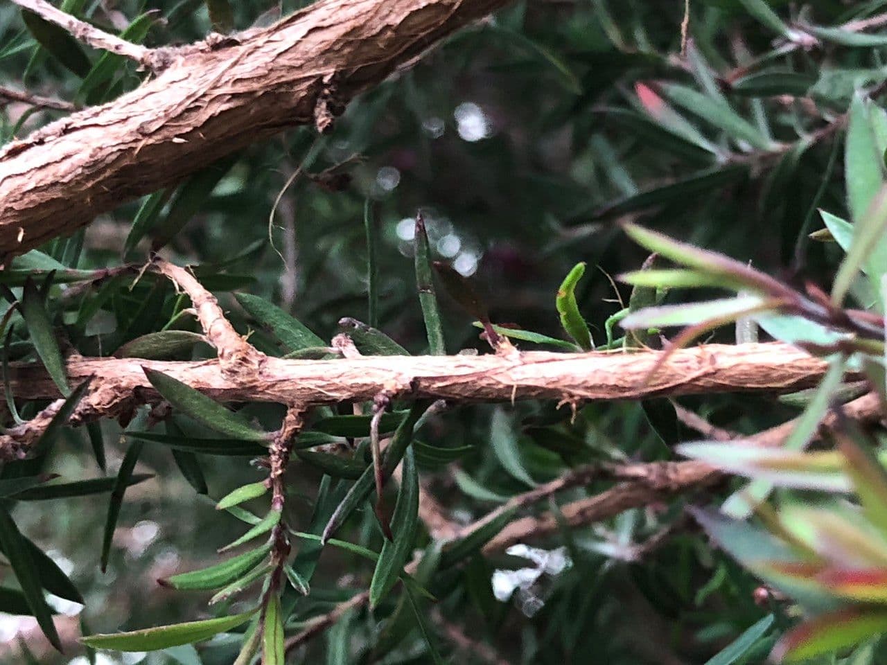 Manuka 24