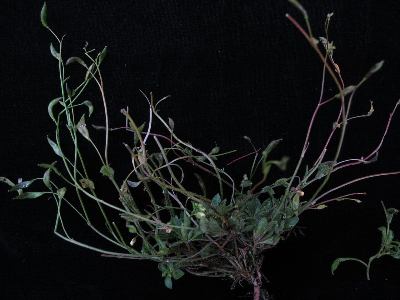 Draba gracile 5