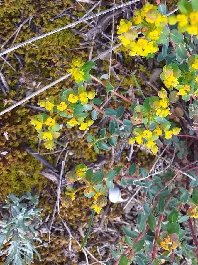 Euphorbia 8