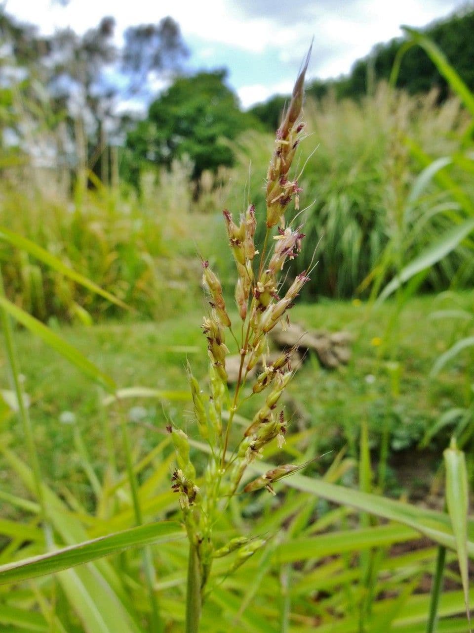 Spodiopogon sibiricus