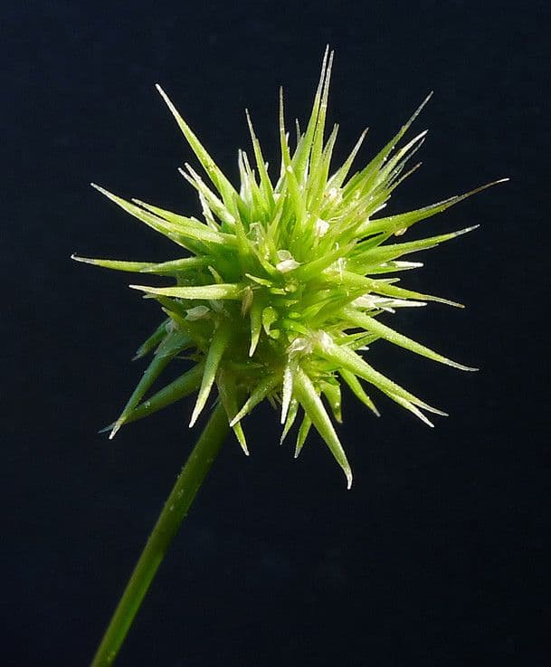 Echinaria capitata 3