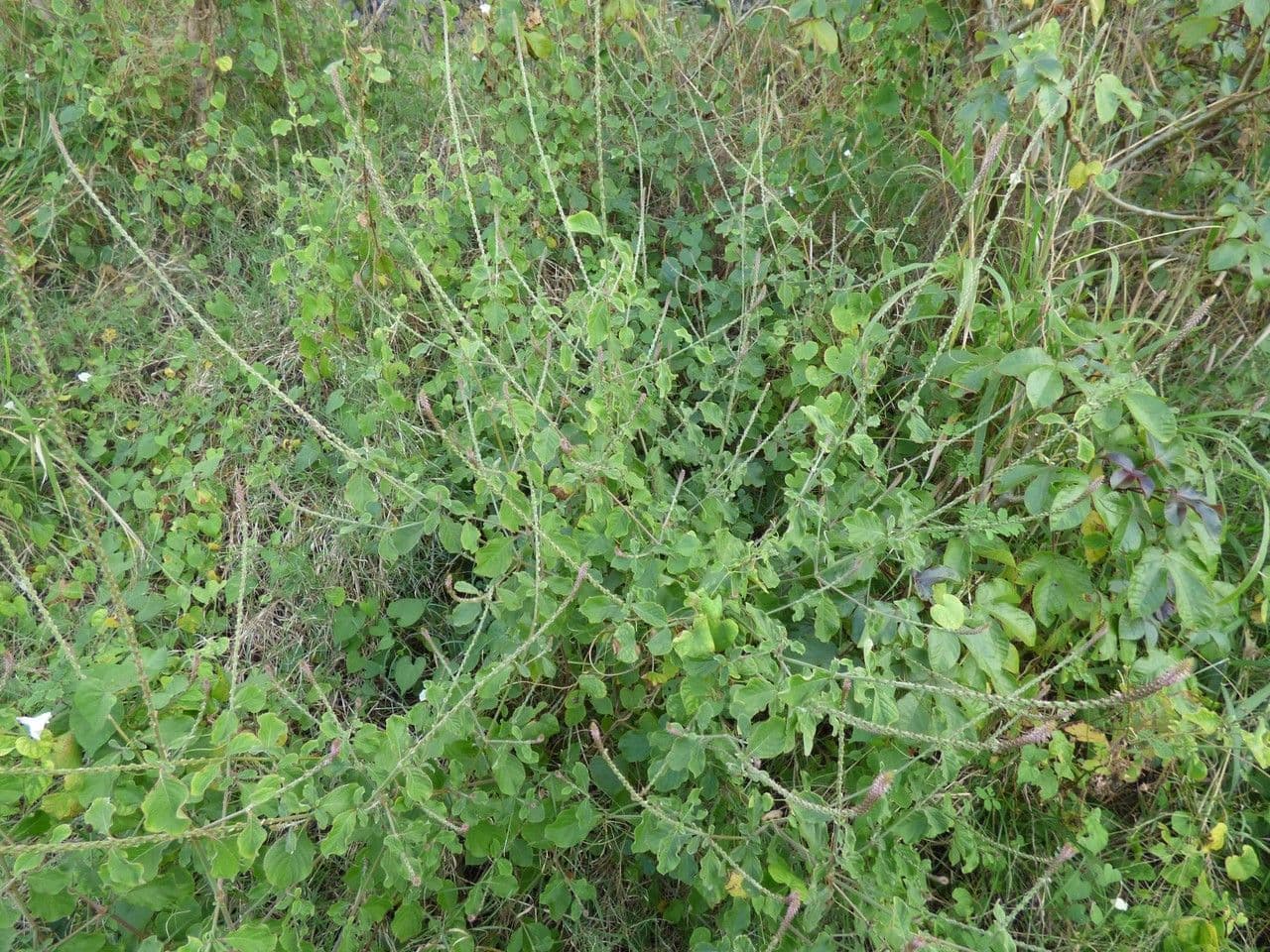 Achyranthes aspera 15