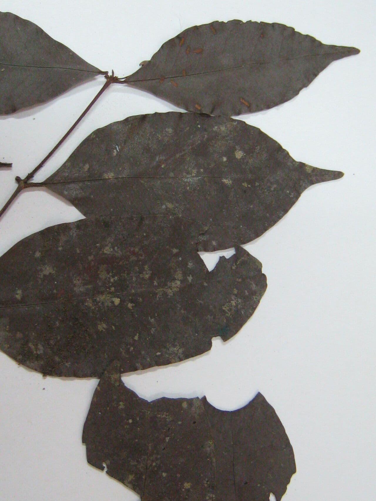 Eugenia 9