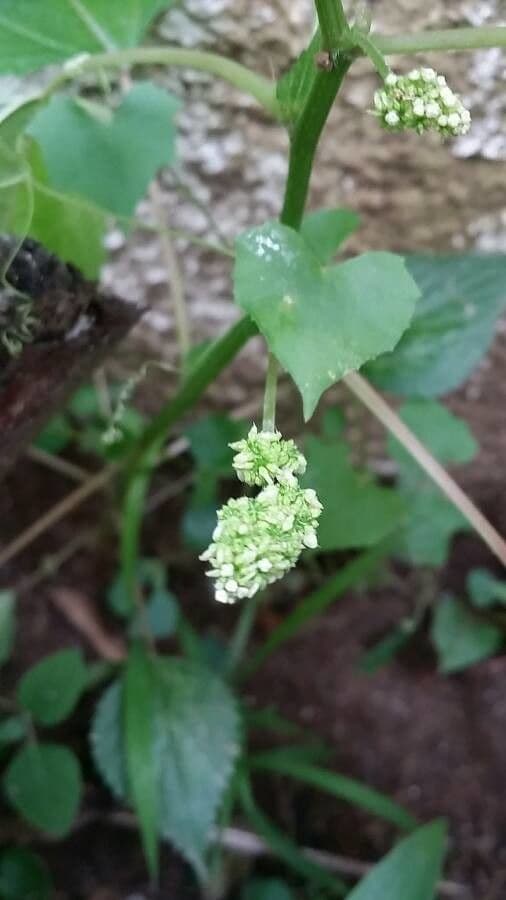 Ortica comune 27