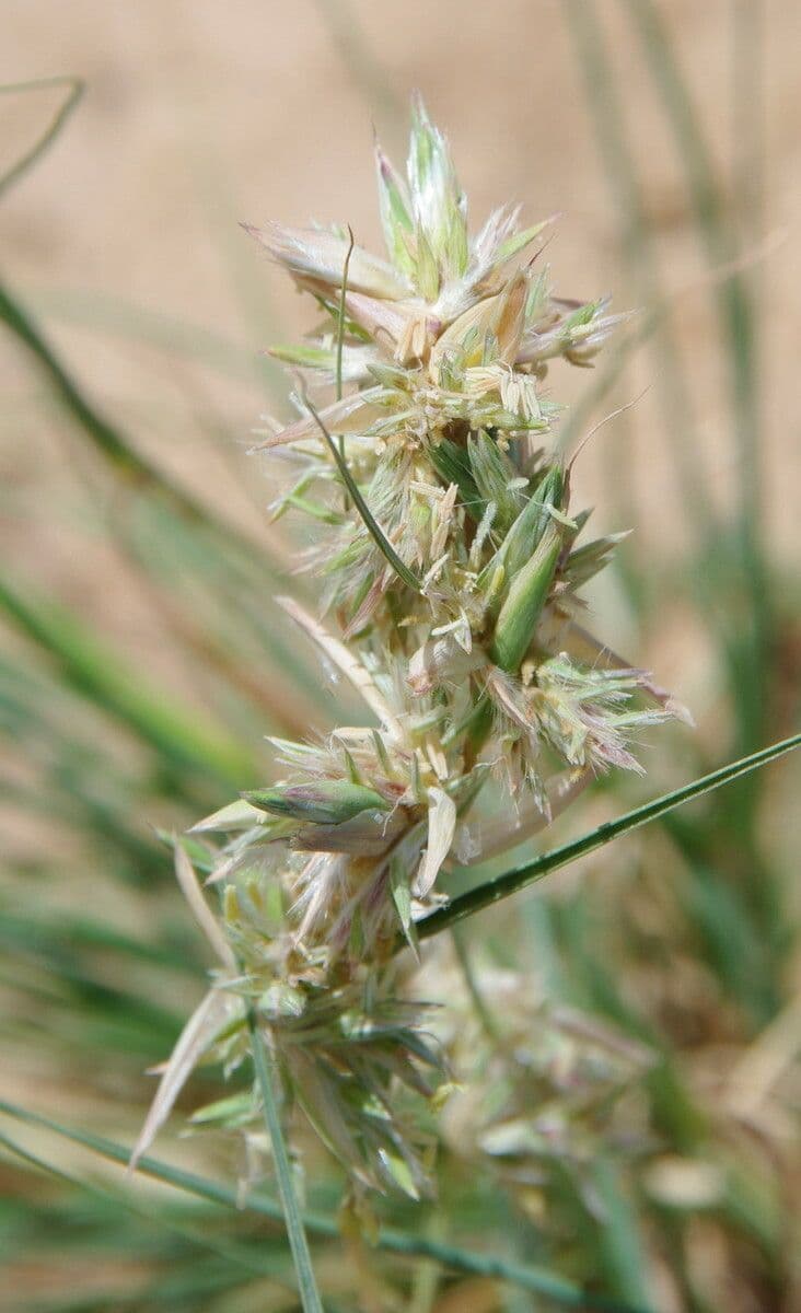 Trawa geranium 16