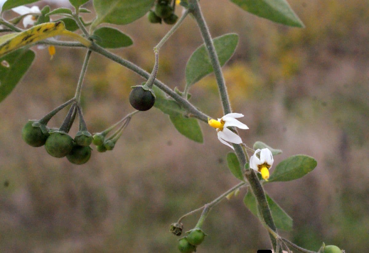 Solanum chenopodioides 28