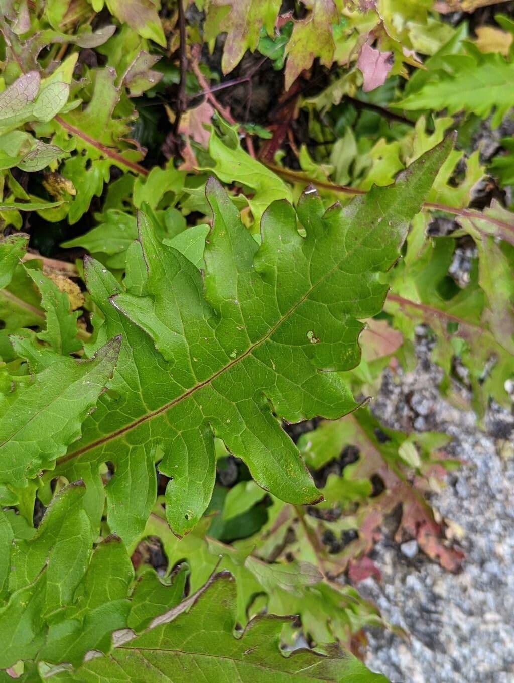 Saussurea pulchella 8