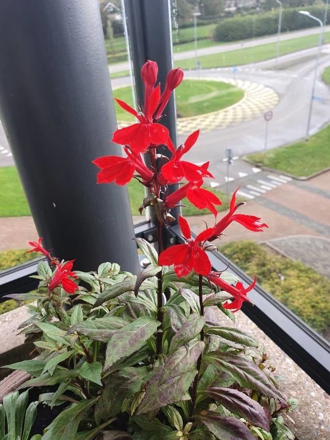 Lobelia cardinale 27