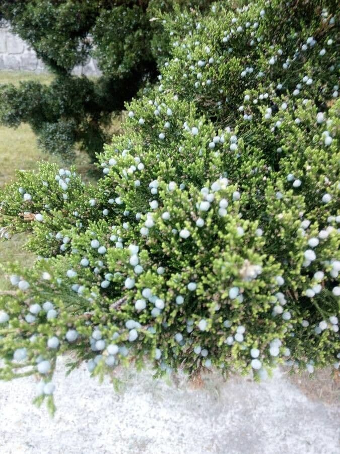 Spanische Wacholder 17