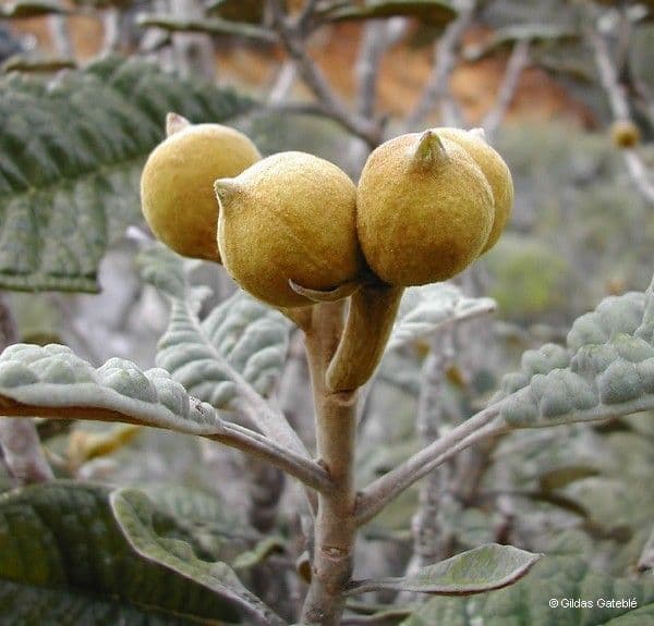 Pleurocalyptus 3